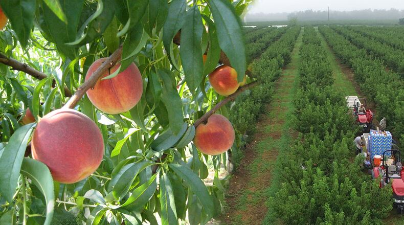 Lane Southern Orchards features 11,000 acres devoted to peach orchards and pecan groves, as well as strawberries, apples and other Georgia-grown produce.
Courtesy of Lane Southern Orchards.