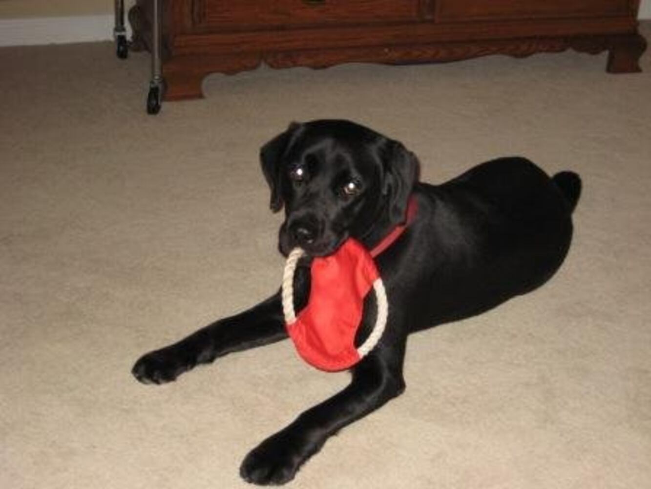 Atlanta's Top Dogs: Labrador Retrievers (IV)