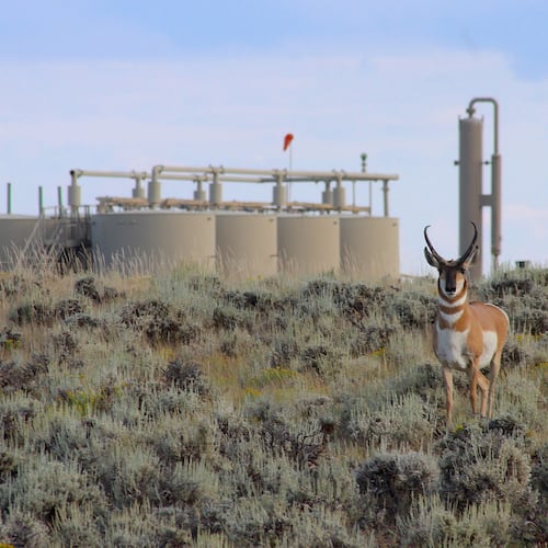 A Sublette Herd pronghorn sizes up an intruder in its habitat within the confines of Jonah Energy's Normally Pressured Lance gas field on Aug. 10, 2023, in Sublette County, Wyo. (Mike Koshmrl/WyoFile via AP)