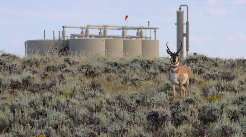 A Sublette Herd pronghorn sizes up an intruder in its habitat within the confines of Jonah Energy's Normally Pressured Lance gas field on Aug. 10, 2023, in Sublette County, Wyo. (Mike Koshmrl/WyoFile via AP)