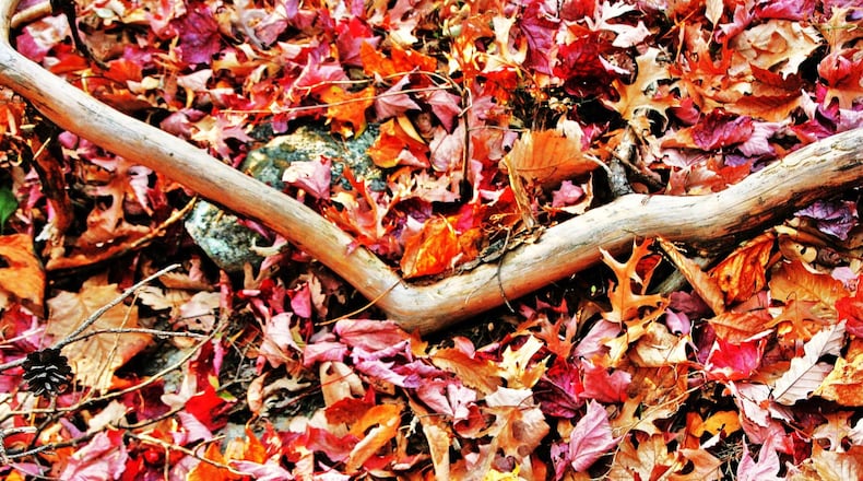 Autumn leaves that dazzle us with rich color become essential to forest health after they fall off the trees. Countless tiny organisms recycle the leaves to produce soil nutrients that help nourish trees for spring growth. CONTRIBUTED BY CHARLES SEABROOK