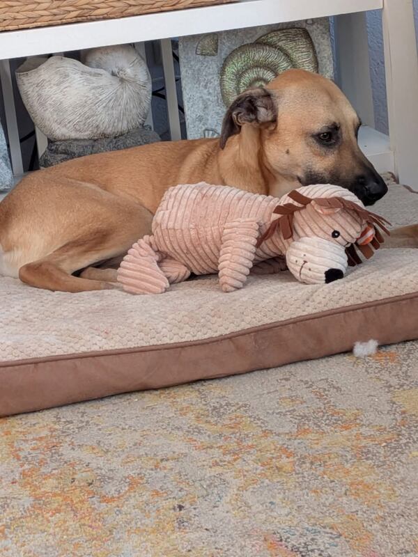 Walker, a 2-year-old hound, relaxing at home in a photo taken before Bruce and Heike Simpson's Tybee Island house was destroyed by fire on June 7. Walker fled and took refuge on an uninhabited island nearby. (Photo courtesy of Jenny Rutherford)