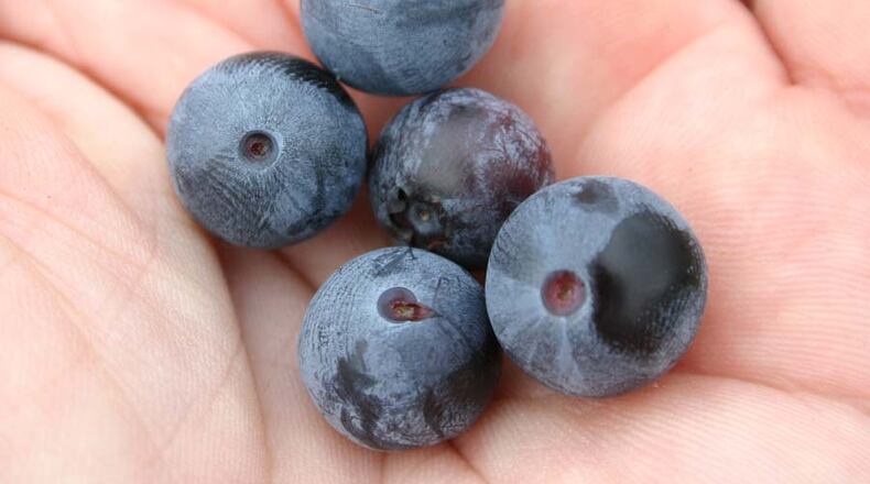 The Peach State produced 96 million pounds of blueberries this year, according to the North American Blueberry Council. Second-place Michigan grew 91.5 million pounds.