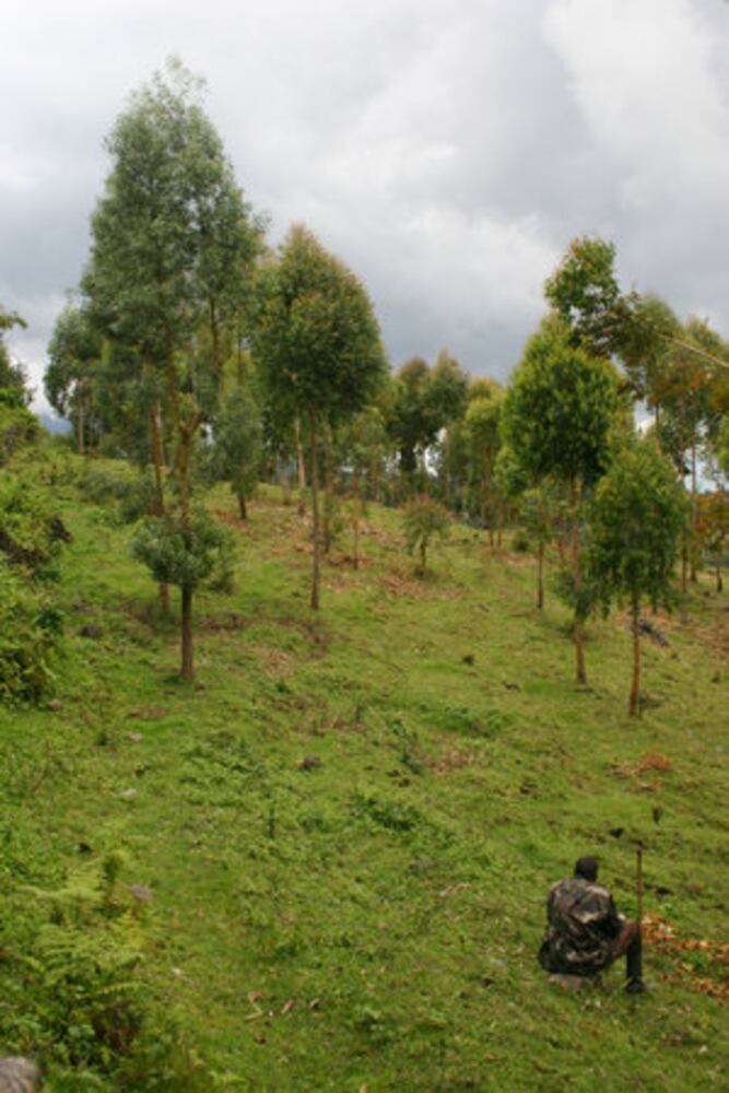 Visiting Rwanda's gorillas
