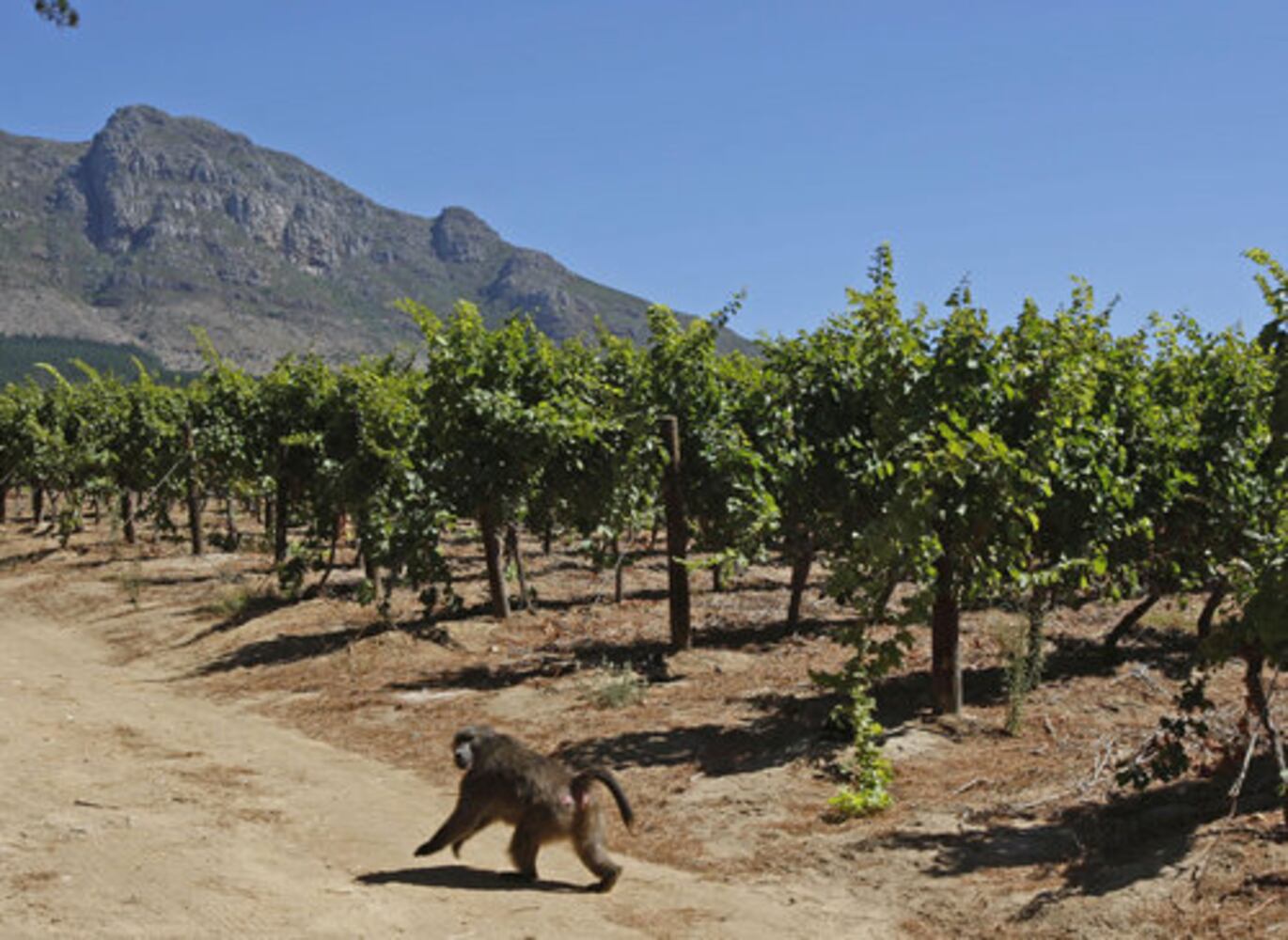 Baboons steal grapes from South African vineyards