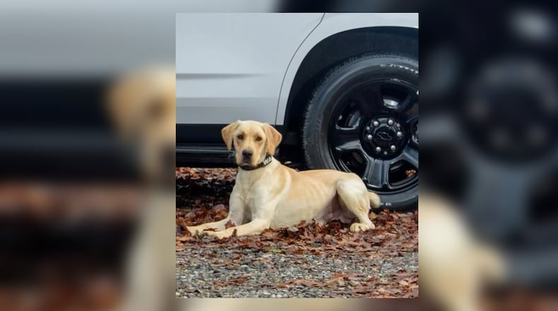 Clayton County police K-9 officer Wade died May 25 after suffering a medical emergency that was determined months later to be heat-related, officials said.