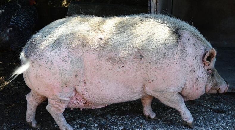 An Indiana woman wants to keep her pot-bellied pig despite laws that prohibit the animal within city limits.