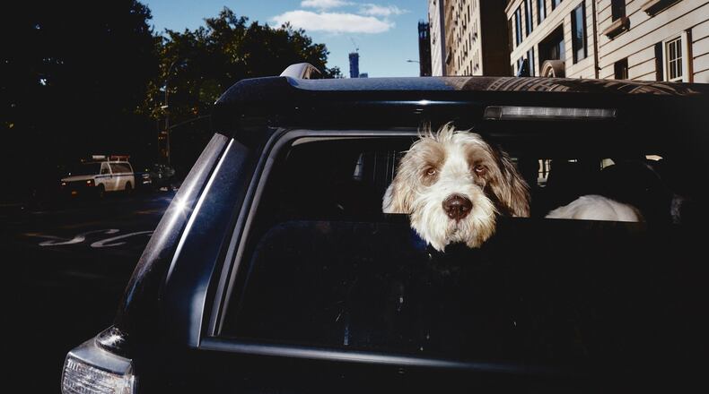 A proposal failed in the Georgia House that would have protected someone from being sued if he or she damages a car in order to rescue a pet that’s in distress from the heat. (Andrew White/The New York Times)