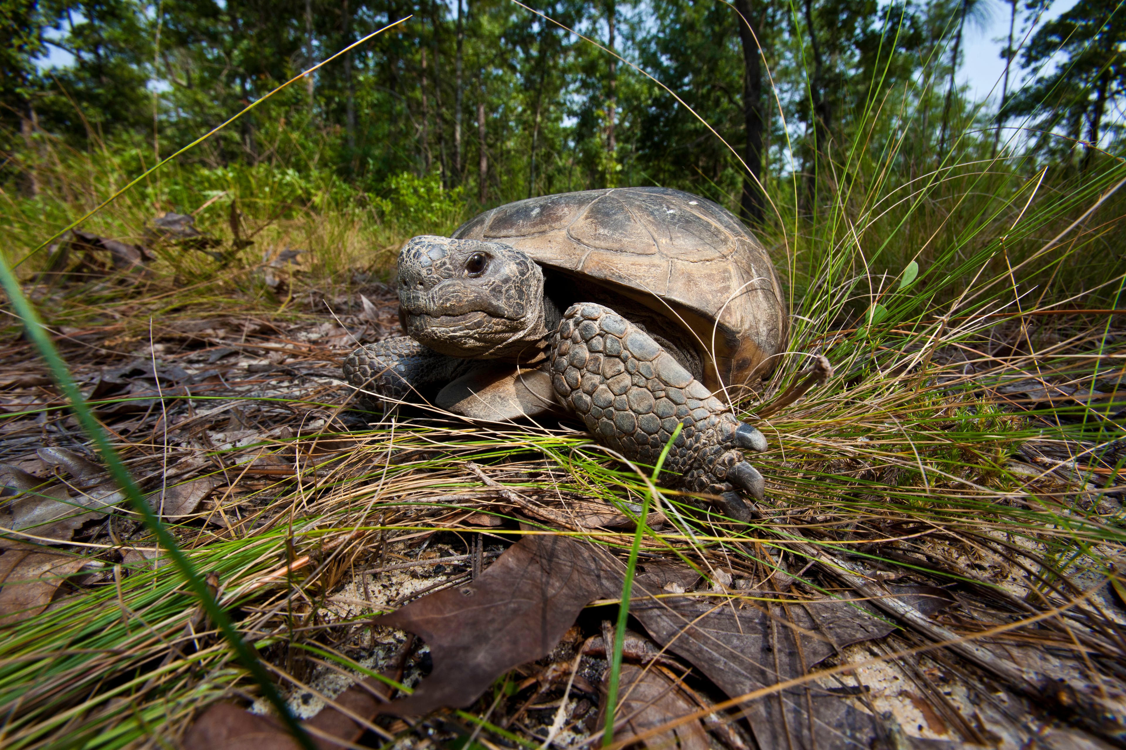 Interns conducted gopher tortoise monitoring in 2011, which included locating, measuring and marking burrows at The Nature Conservancy's Charles Harrold Preserve in eastern Georgia. The threatened gopher tortoise (Gopherus polyphemus) is considered a keystone species because its burrows provide shelter for hundreds of other animal species. (Photo: ©2011 Karine Aigner)