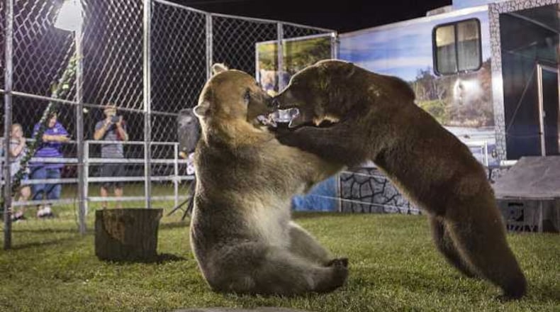 "A Grizzly Experience" is a bear show that includes a 700-pound bear named "Tonk" and others. This roaming show will be one of many at the 2018 Smyrna Spring Jonquil Festival.