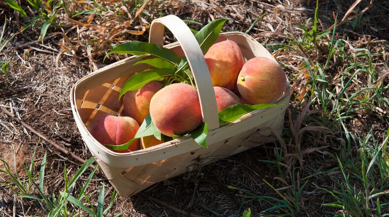 Photo credit: Moorman Photographics