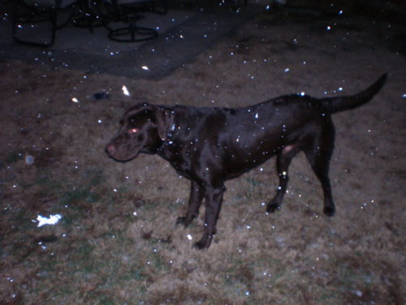Atlanta's Top Dogs: Labrador Retrievers (IV)