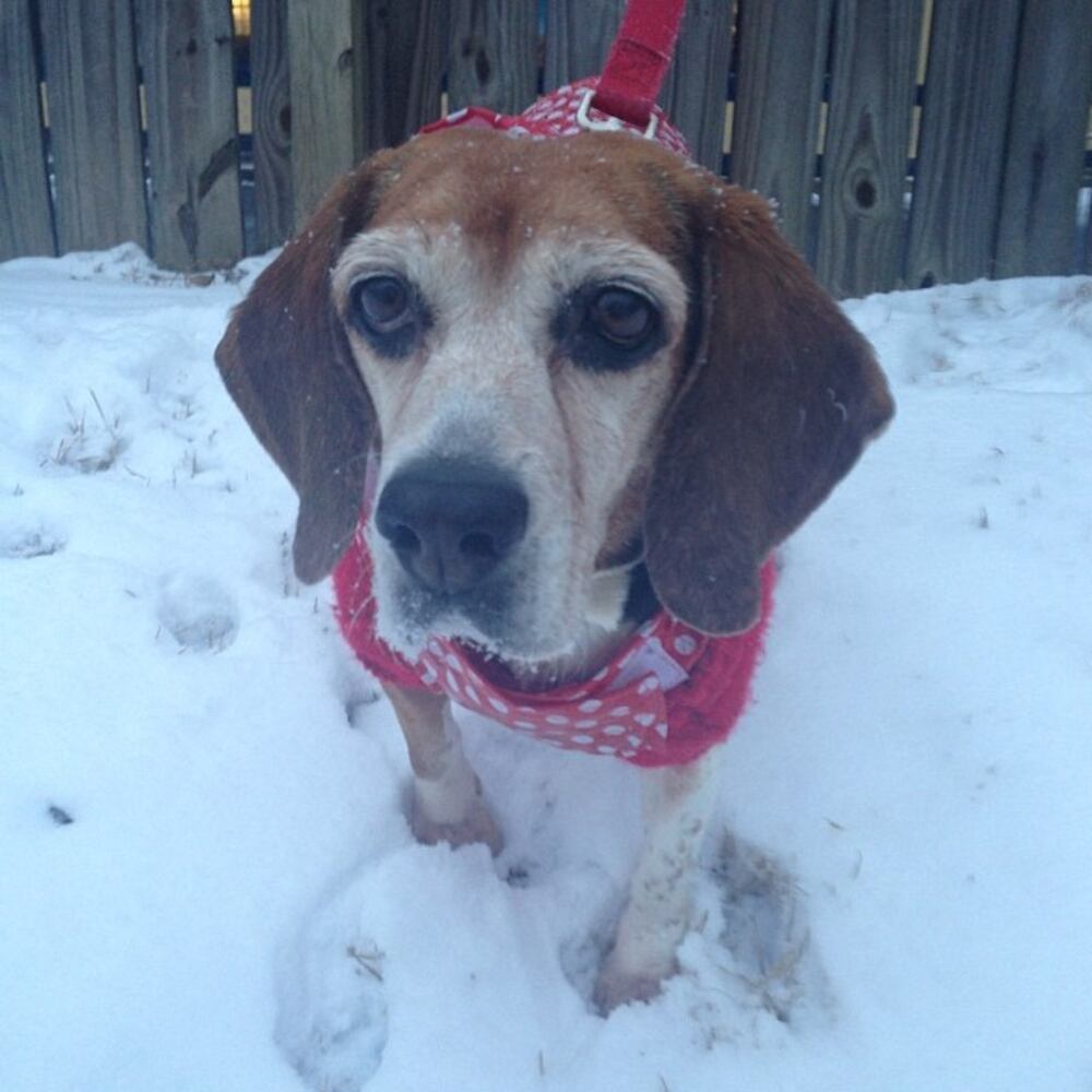 #atlsnowpets #ajc -- @cory_cash