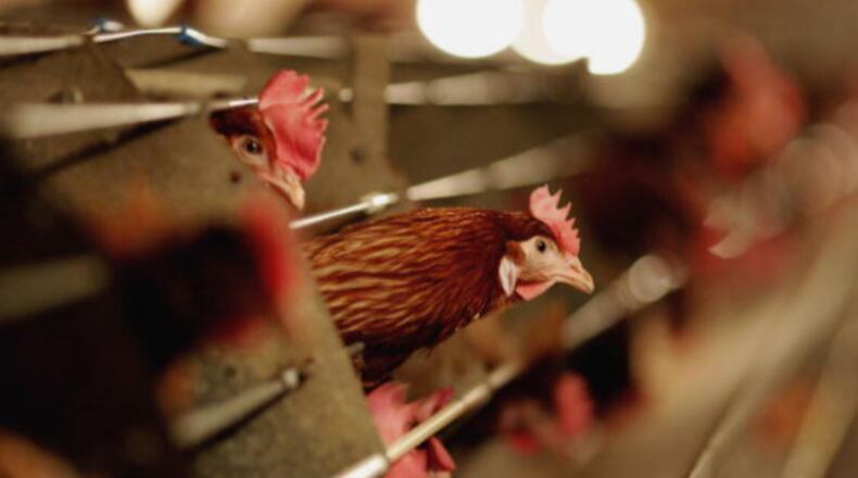 Hens are seen here at a chicken farm. A Georgia farmer is losing his contract with Pilgrim’s Pride after the Humane Society of the U.S. caught him on video abusing chickens.