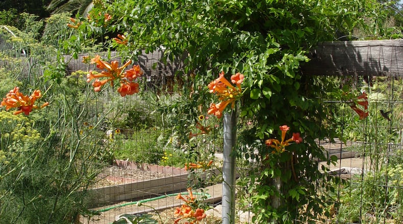 Trumpet creeper blends well with arid zone plants and native perennials that ask for little irrigation. (Maureen Gilmer/TNS)
