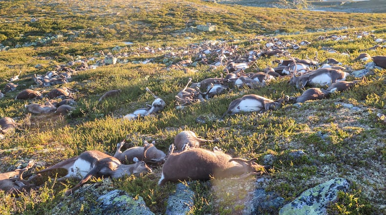 In this image made available by the Norwegian Environment Agency on Monday Aug. 29 2016, shows some of the more than 300 wild reindeer that were killed by lighting in Hardangervidda, central Norway on Friday Aug. 26, 2016 in what wildlife officials say was a highly unusual massacre by nature. (Havard Kjotvedt /Norwegian Environment Agency, NTB scanpix, via AP)