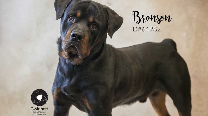 Gwinnett County Animal Welfare is offering a “Home for the Holidays” adoption special each week through Dec. All pets are free on Fridays, plus 10 additional lucky dogs and cats are selected for free adoption each week. Courtesy Gwinnett County Animal Welfare