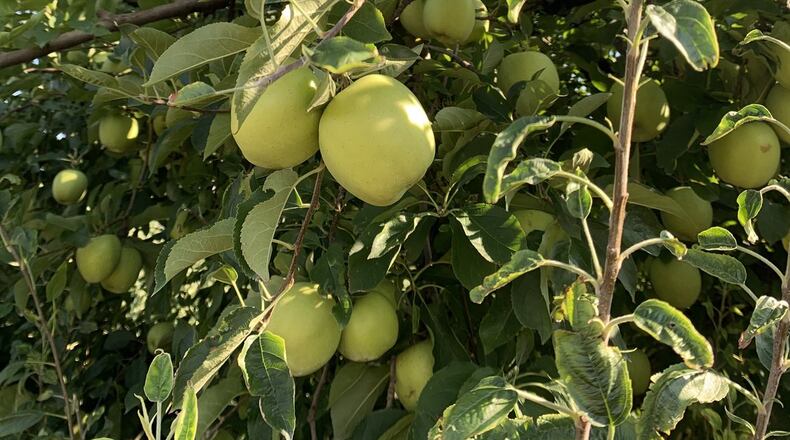The Wednesday morning frost is expected to cut into Georgia's apple crop this year. CONTRIBUTED: PENLAND’S APPLE HOUSE