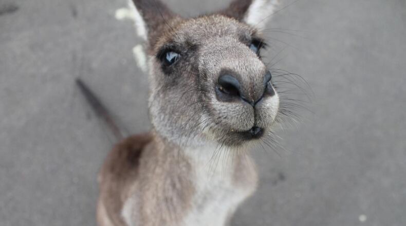 Kangaroo meat is mostly produced in Australia from wild animals as part of a wildlife population control program.