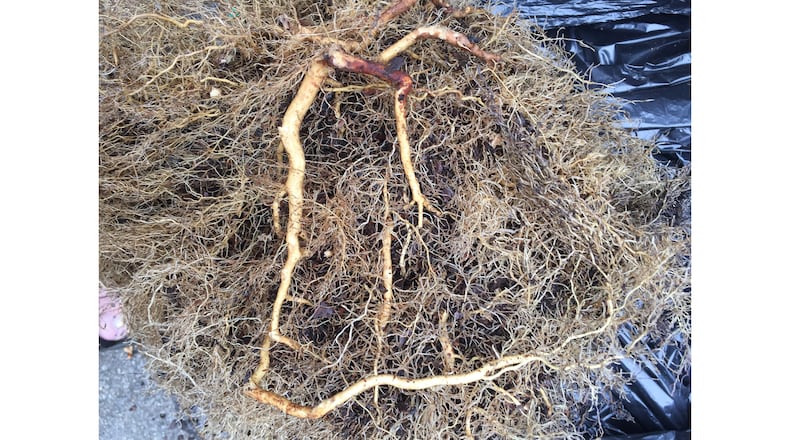 The root system of any woody plant is its most valuable possession. With a healthy root system, most woody plants can recover from severe damage. (Walter Reeves for The Atlanta Journal-Constitution)