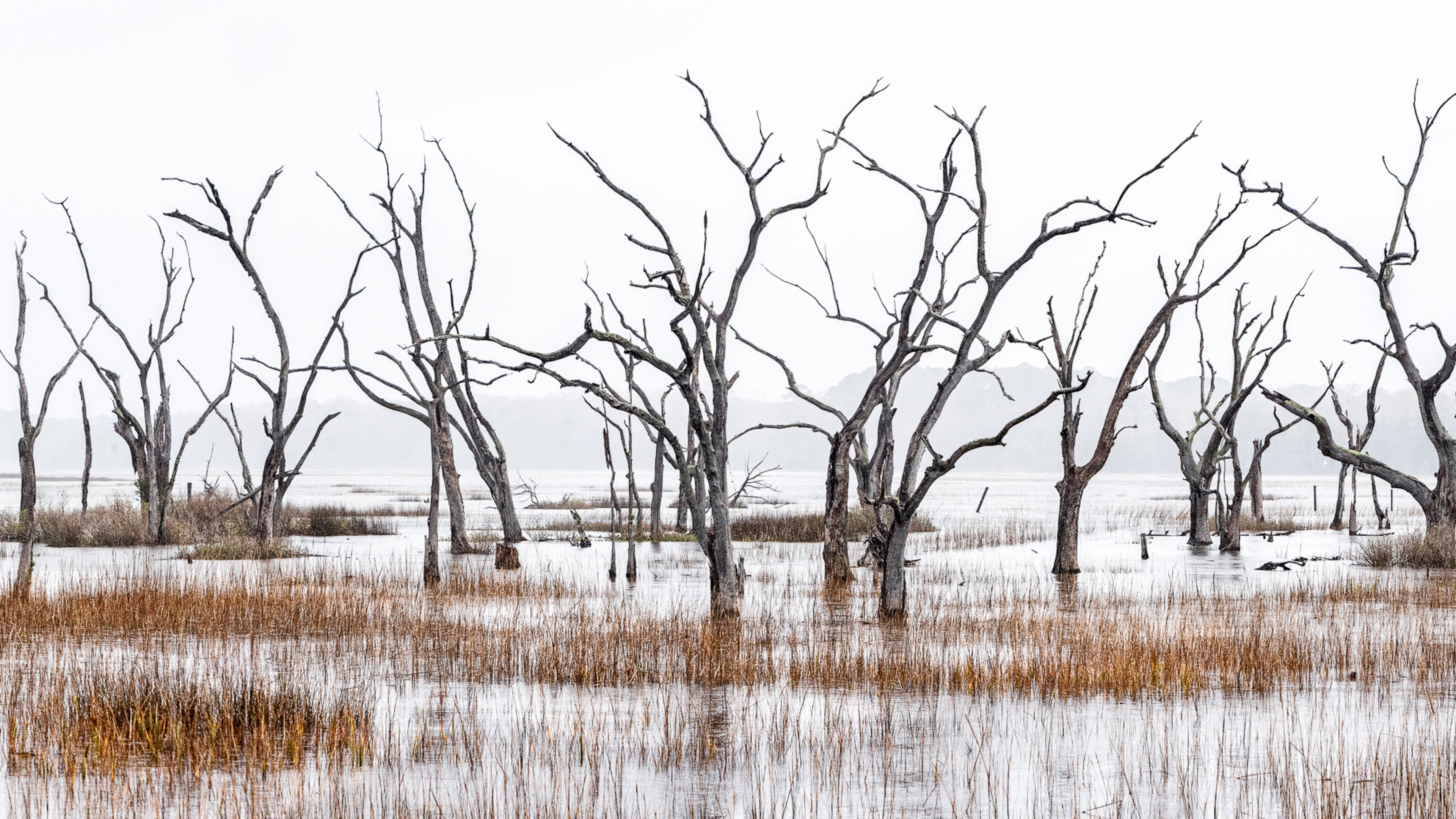 "The Wet Feet Choir" by Teake Zuidema, photographed in Sheldon, South Carolina. An exhibition of his work will be on view through Oct. 18 at ARTS Southeast in Savannah. (Courtesy of Teake Zuidema 2024)