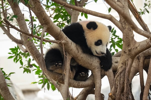 Giant panda cub De De climbs up to the tree at the enclosure in Ocean Park in Hong Kong, Tuesday, May 27, 2025. (AP Photo/Chan Long Hei)