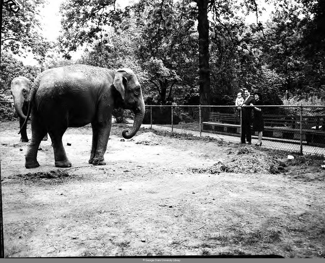 Zoo Atlanta milestone