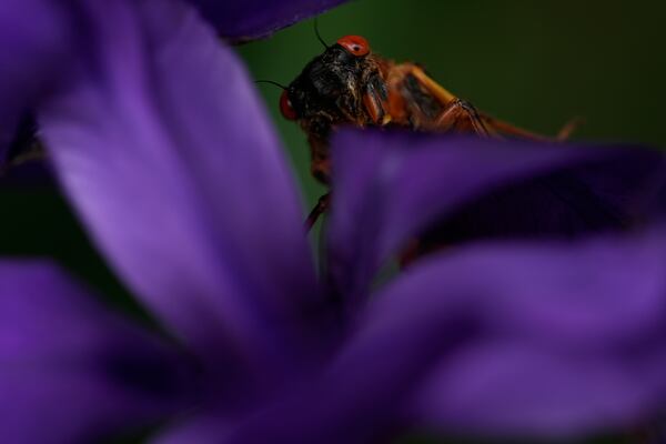 An adult periodical cicada crawls on an iris flower, Friday, May 16, 2025, in Cincinnati. (AP Photo/Carolyn Kaster)