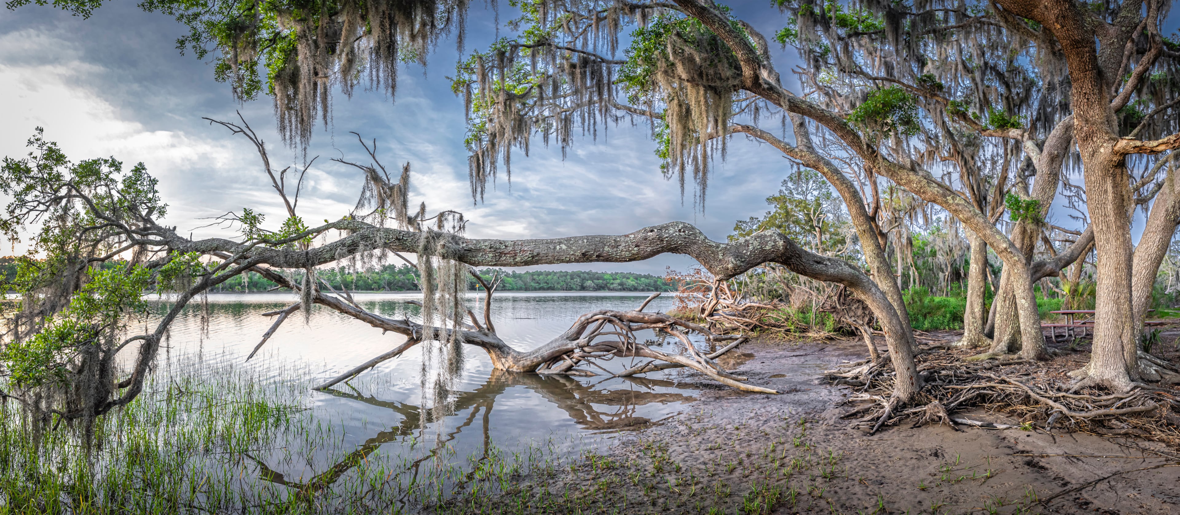 "Stretch of Fall" by Teake Zuidema. Photographed at Skidaway Island State Park near Savannah. (Courtesy of Teake Zuidema 2023)