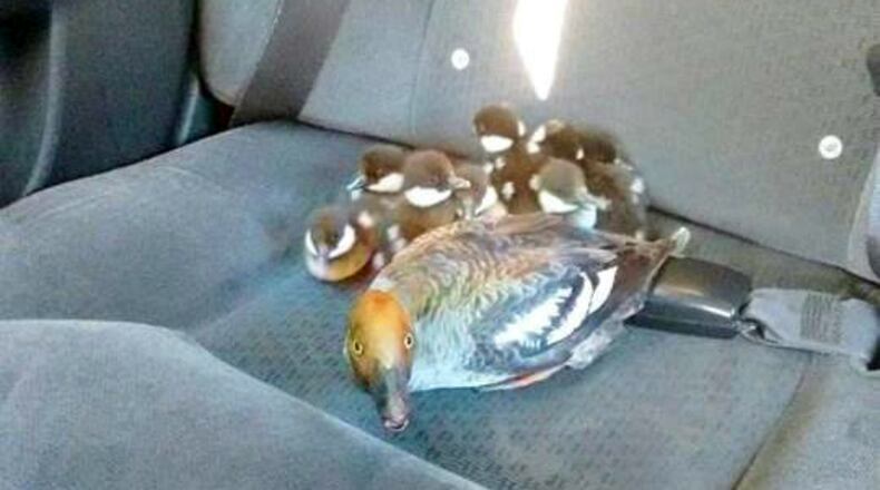 Duck family