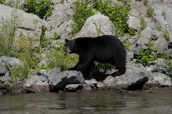 A black bear walks along a rocky bank of the Klamath River, Thursday, Sept. 19, 2024, in Humboldt County, Calif. (AP Photo/Godofredo A. Vásquez)