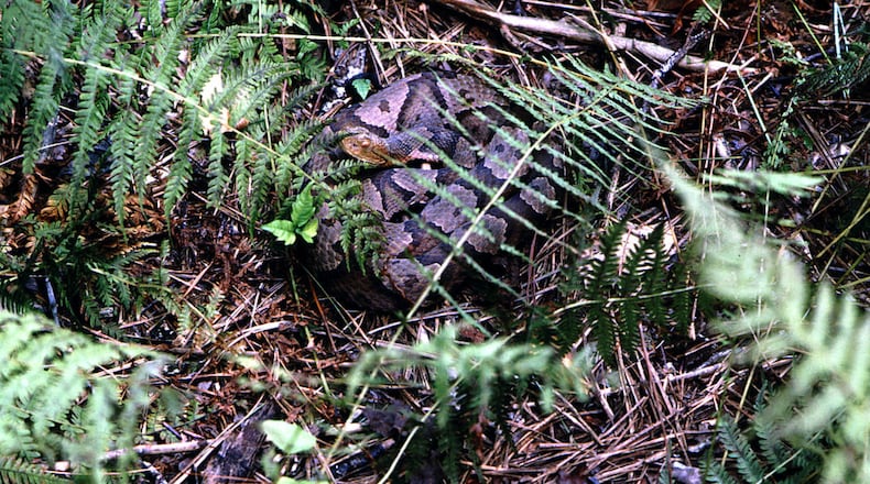 A copperhead snake lies curled on the forest floor in the Great Smoky Mountains National Park in Tennessee. In the eastern parts of the US, the copperhead snake is the most common venomous snake. The copperhead, which has the Latin name Agkistrodon contortrix, has alternating dark and light colored bands of different widths across most of its body aside from the tip of its tail, which has a very characteristic green or yellow hue. Sometimes it will wriggle its tail to attract potential prey. (Photo by Robert Alexander/Archive Photos/Getty Images)
