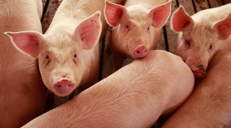 ELMA, IA - APRIL 28: Hogs are raised on the farm of Gordon and Jeanine Lockie April 28, 2009 in Elma, Iowa. Hog farmers who have been battered by rising feed prices are now faced with plummeting hog prices driven in part by misconceptions about the relationship of Swine Flu to eating pork and recent import bans on raw U.S. pork by some countries. (Photo by Scott Olson/Getty Images)