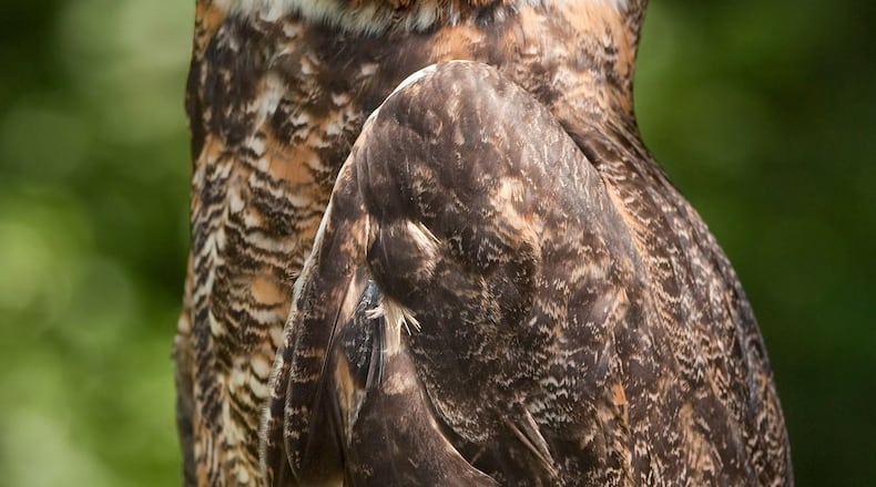 A great horned, like this one, was the first bird counted by an Atlanta Audubon Society Big Day birding team. Team members heard the owl in an Atlanta neighborhood at 3:30 a.m. as they set out on a day-long birding marathon. Photo: Greg Hume/Wikimedia Commons