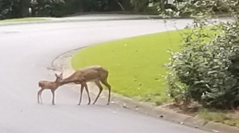 Ann Klueter lives in an East Cobb subdivision and back in August she took this photo from her dining room window.