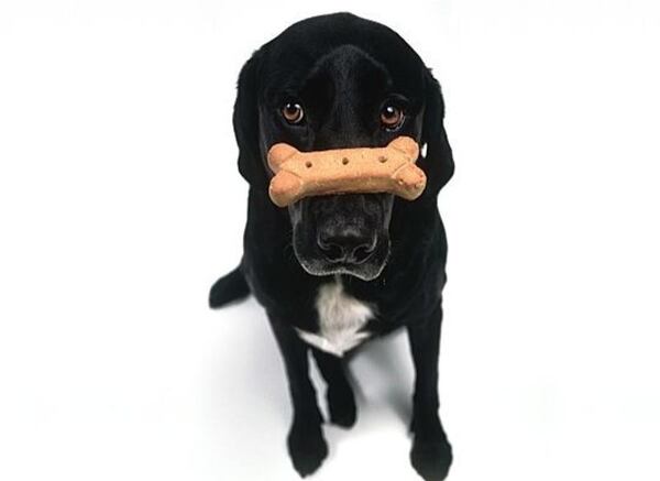 Secondhand dog treats may taste as good, but don't buy them. They could be recalled or infested with bugs.