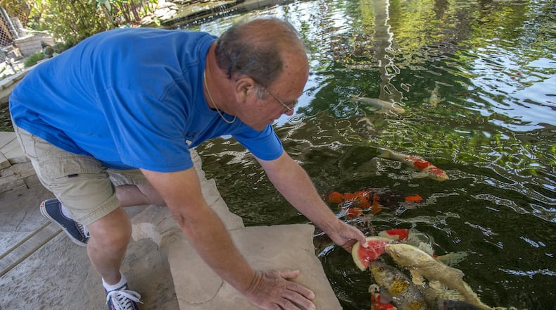 Duane Carlson feeds water melon to some of his koi at his pond on Tues., Aug. 15, 2017 in Eldorado Hills, Calif. Besides having a beautiful garden, the Carlsons also “grow” koi, the prized Japanese fish. Their fish will be among the star attractions at the upcoming Camellia Koi Club show, the first Sacramento area koi show in several years. (Rnee C. Byer/Sacramento Bee/TNS)
