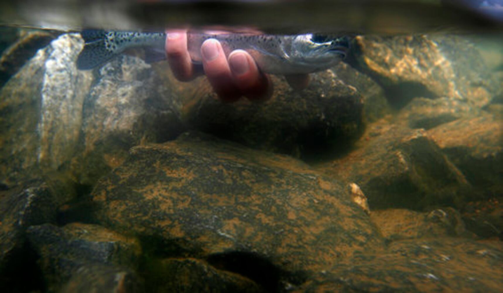 Watch the fish grow this summer