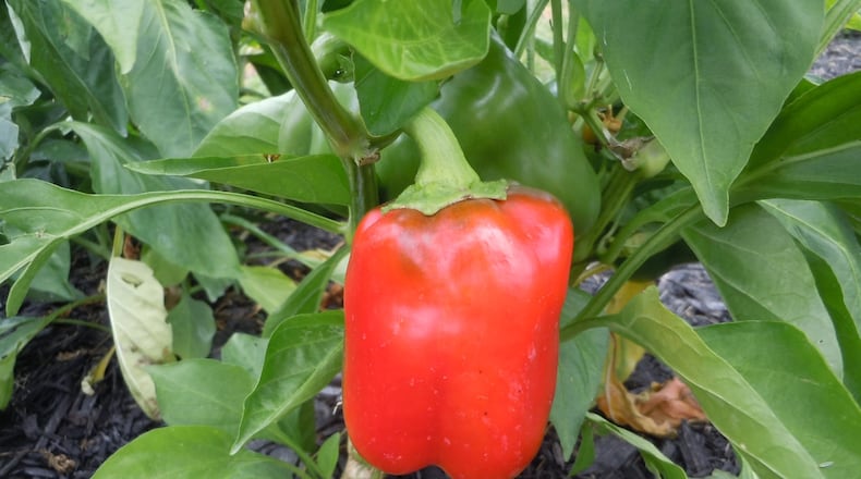 Bell peppers and other fresh vegetables from south Georgia are sold up and down the East Coast, but the coronavirus has disrupted the market in 2020. PHOTO CREDIT: Walter Reeves