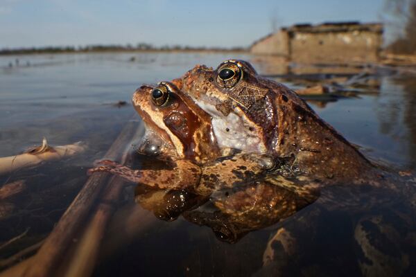 Frogs safely reach a spawning area in the Sestroretsk Bog natural reserve outside St. Petersburg, Russia, on Wednesday, April 16, 2025. (AP Photo/Dmitri Lovetsky)