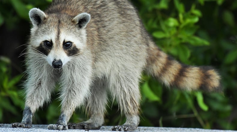 Gwinnett is warning residents to continue to use caution and avoid animals behaving in unusual ways after a second raccoon tested positive for the rabies virus in Buford. Courtesy Pixabay