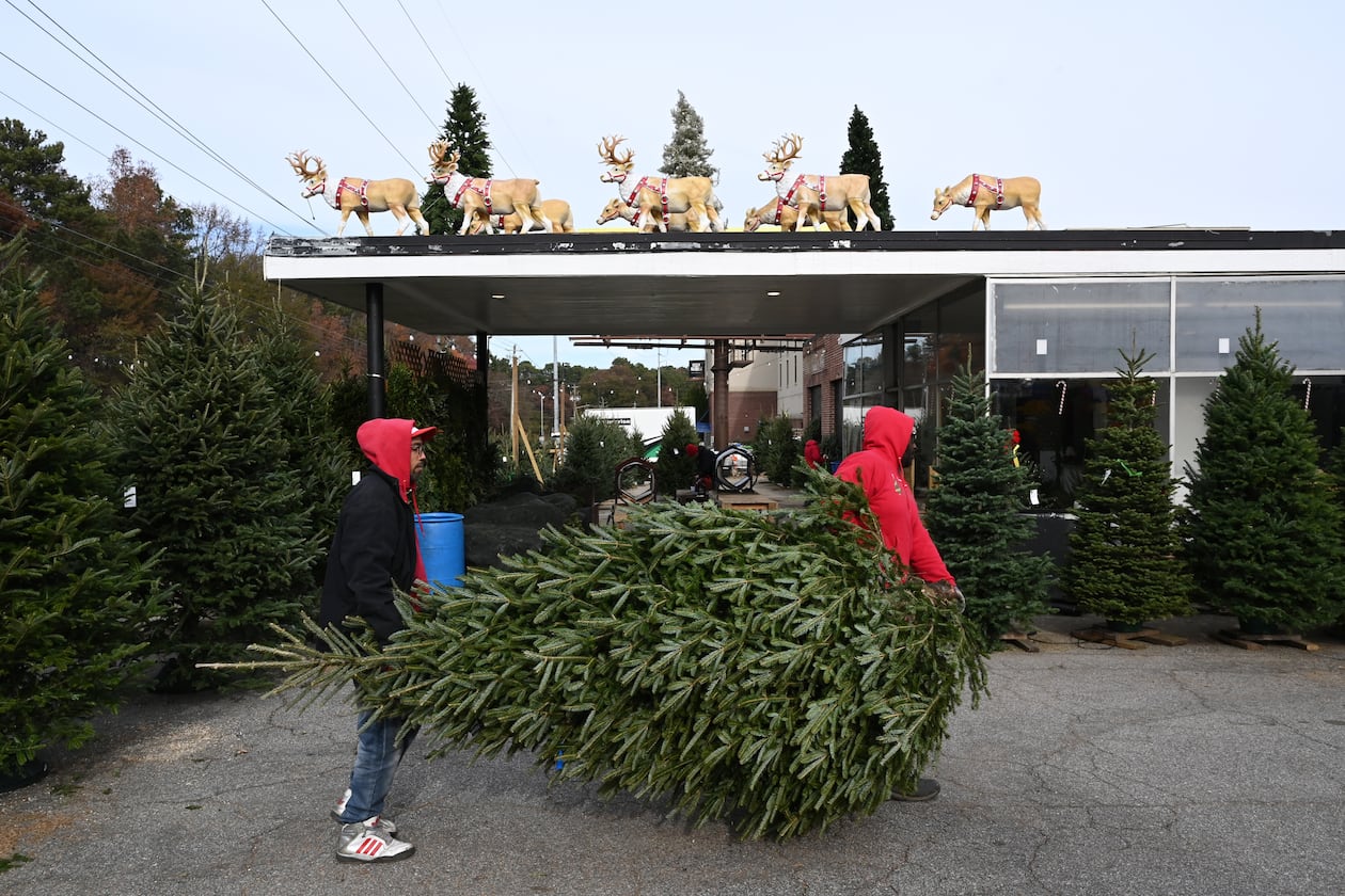 Crew members prepare and pack online orders at Tradition Trees’ Chamblee lot in Atlanta, Dec. 4, 2024. The company is known for offering freshly cut, well-hydrated trees throughout the season. (Hyosub Shin/AJC)