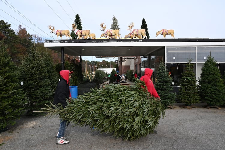 Crew members prepare and pack online orders at Tradition Trees’ Chamblee lot in Atlanta, Dec. 4, 2024. The company is known for offering freshly cut, well-hydrated trees throughout the season. (Hyosub Shin/AJC)