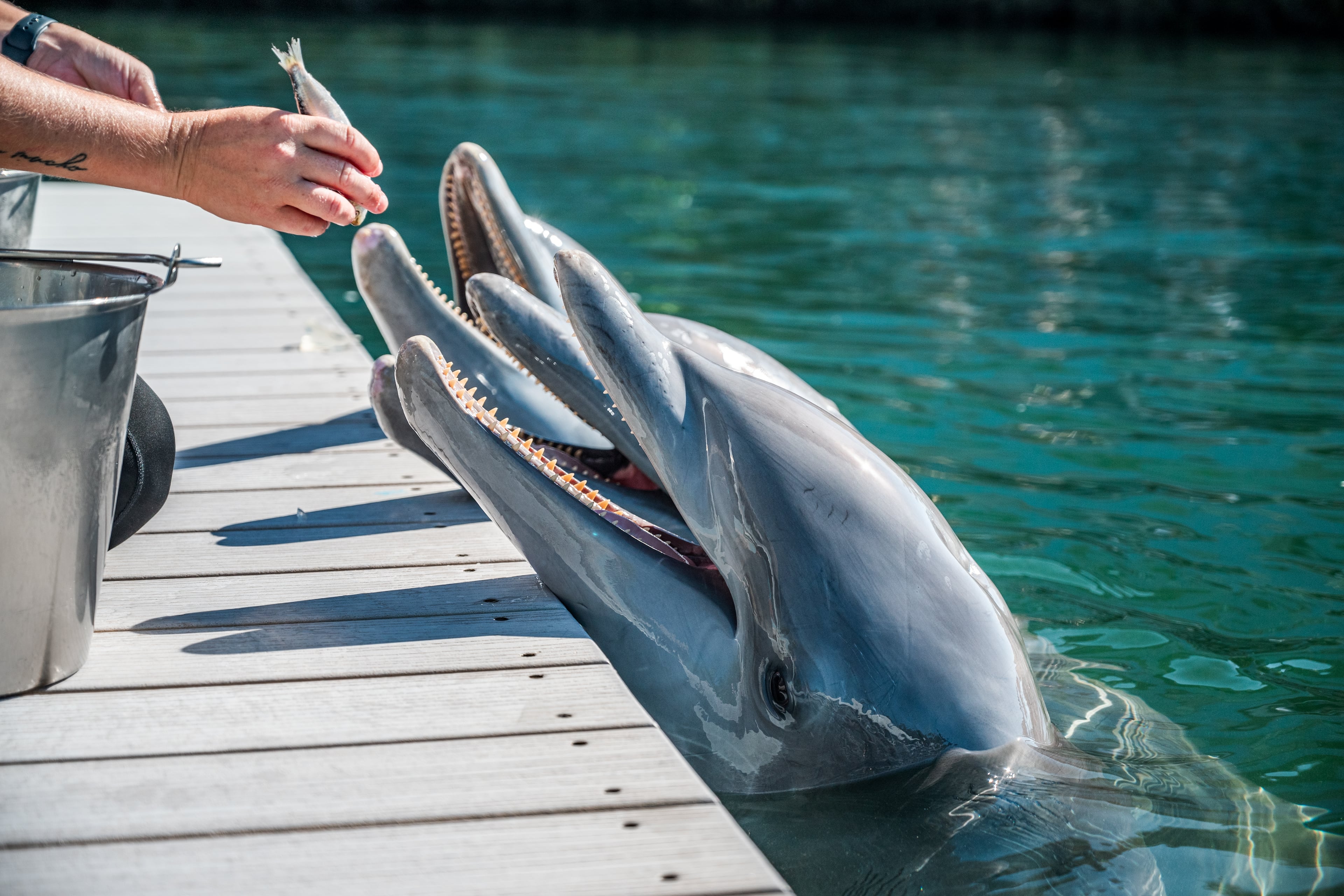 The dolphins at Dolphin Life Key Largo get a treat. (Courtesy/Dolphin Life Key Largo)