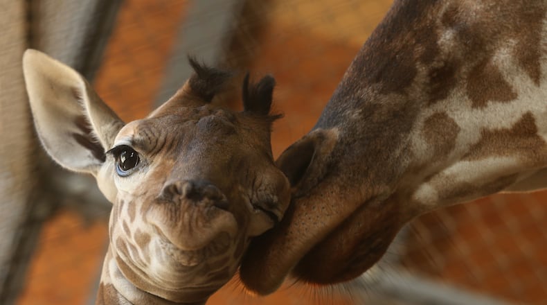An eleven day old newborn giraffe calf stands beside his mother named Mimi in their enclosure at Himeji Central Park on October 16, 2013 in Himeji, Japan. The baby giraffe was born on October 5, 2013 and stands over 170 cm tall. (Photo by Buddhika Weerasinghe/Getty Images)