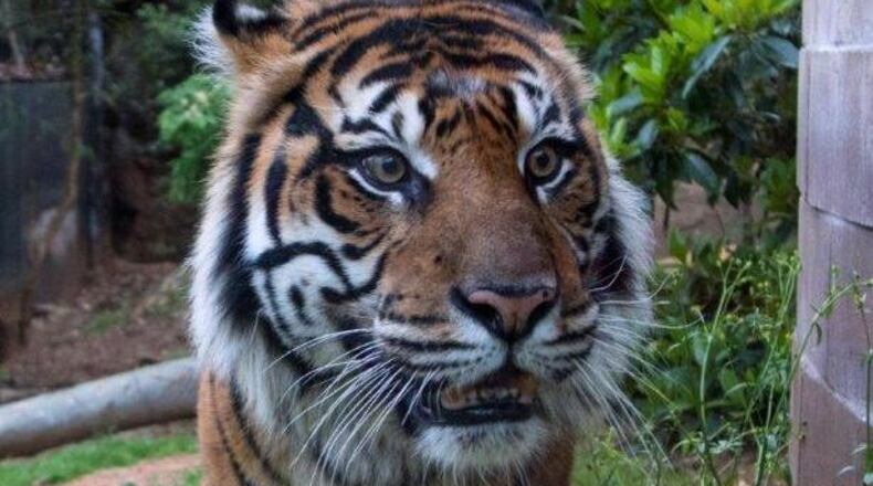 Sparky, a Sumatran tiger at Zoo Atlanta, is 15, just one year younger than his mate Chelsea. The two represent two of the last remaining Sumatran tigers in existence, and Zoo Atlanta hopes that they will mate some time in the future. CONTRIBUTED: ZOO ATLANTA