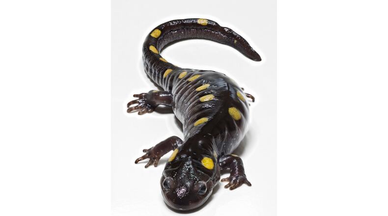 The spotted salamander (Ambystoma maculatum) is a mole salamander common in the eastern United States and Canada. It can reach 19 cm long and has yellow spots on its back. Their primary habitat are deciduous forests with fish-free ponds or vernal pools for egg laying and larval development. They feed primarily on invertebrates such as earthworms and slugs but will eat almost any insect they can get. They are primarily subterranean, but can also be found beneath surface debris.