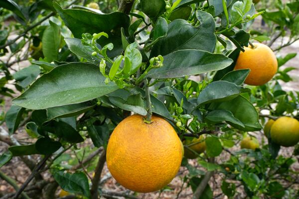 An orange tree infected with Asian citrus psyllids is seen in a large grove, Tuesday, Feb. 18, 2025, in Sebring, Fla. The insect causes citrus greening, a bacterial infection, which over time affects the production of fruit. There is no known cure. (AP Photo/Marta Lavandier)