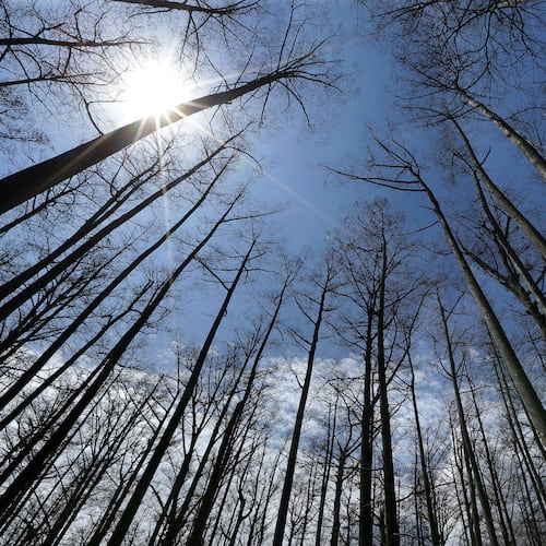 FILE - Cypress trees grow in Heron Pond in the Shawnee National Forest near Belknap, Ill., April 9, 2013. (AP Photo/Seth Perlman, File)