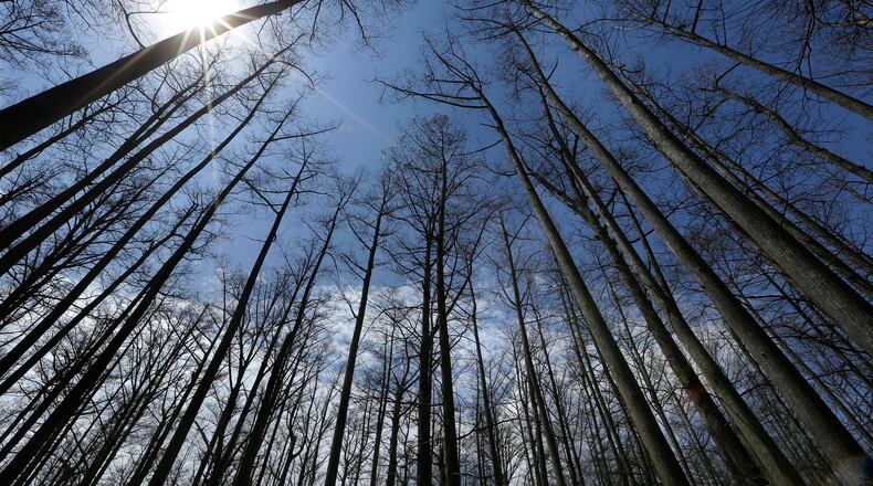 FILE - Cypress trees grow in Heron Pond in the Shawnee National Forest near Belknap, Ill., April 9, 2013. (AP Photo/Seth Perlman, File)